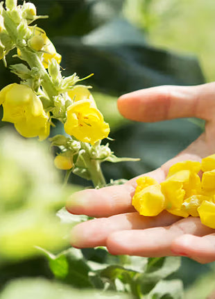 Mullein Leaf (Koningskaars) Extract – (30ml)